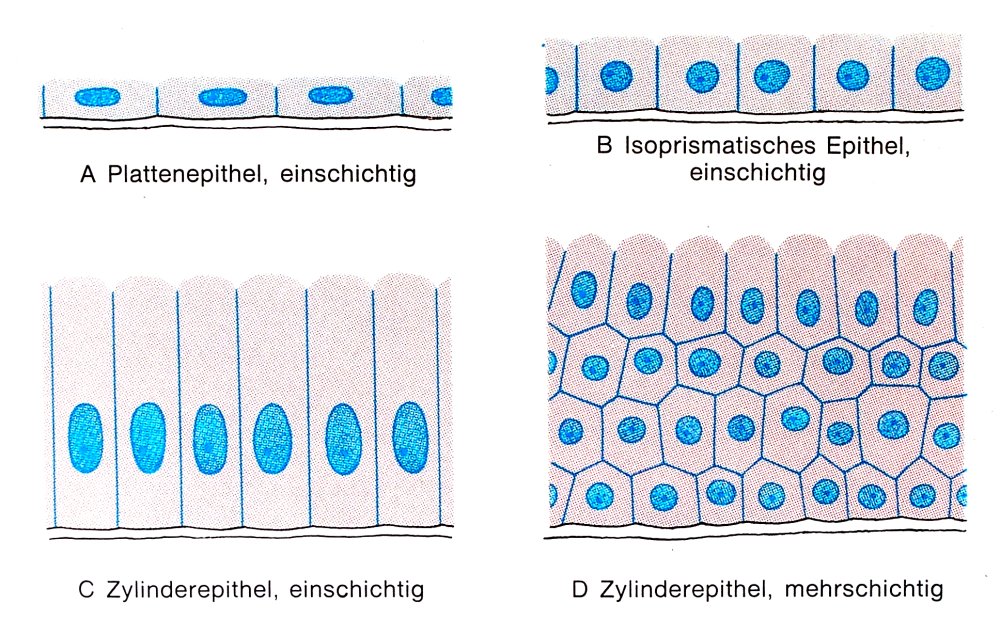 Epithelzellen