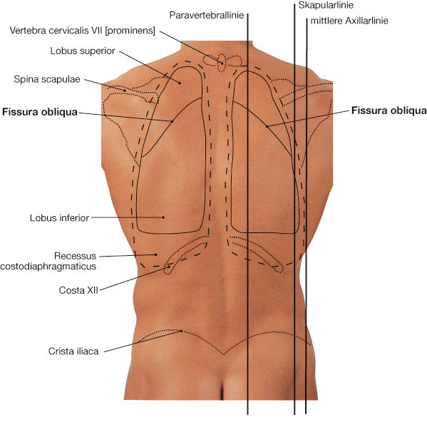 Projektion von Lungen und Pleuragrenzen auf den R&uuml;cken
