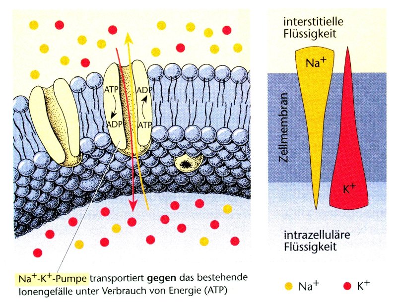 Kalium Natrium Pumpe Einfach Erklärt Natrium-Kalium-Pumpe