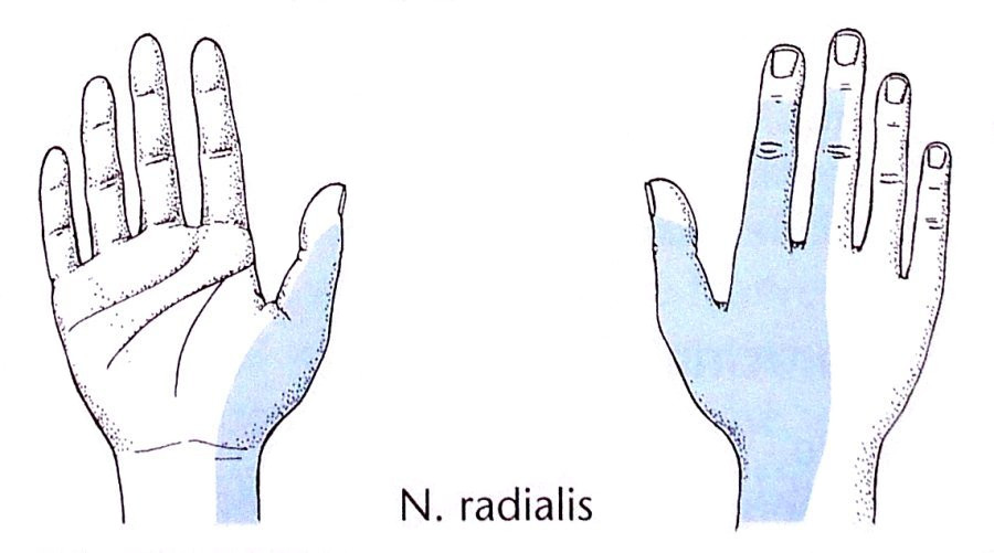 Sensibler Bereich des N. radialis