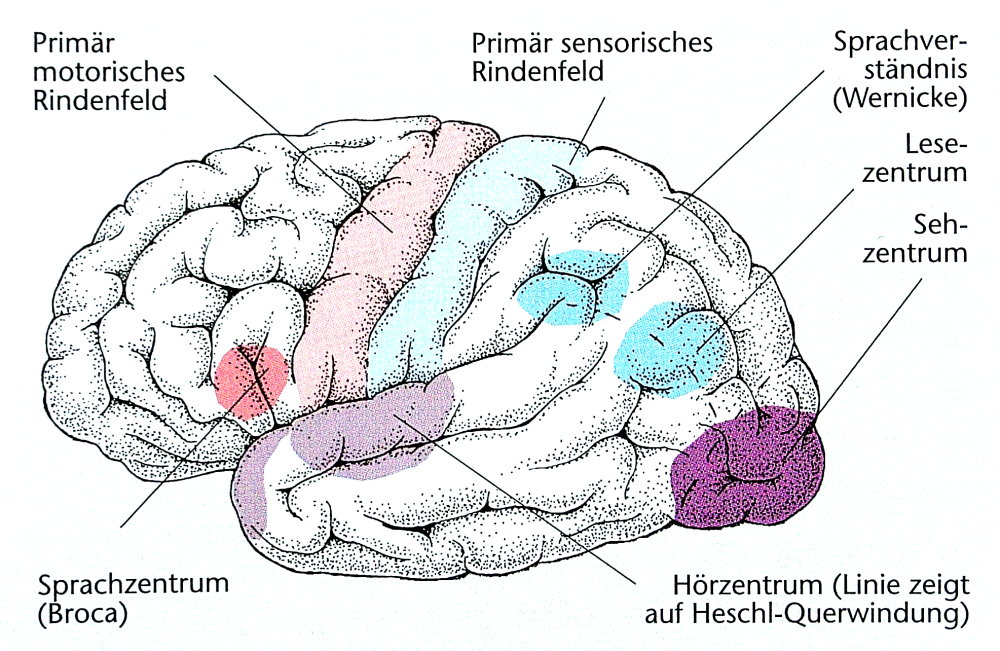 Der prim&auml;r Motocortex