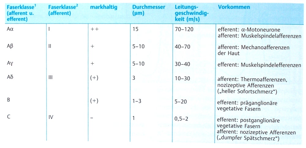 Leitungsgeschwindigkeit von Nervenfasern