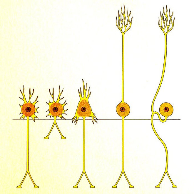 Formen von Neuronen