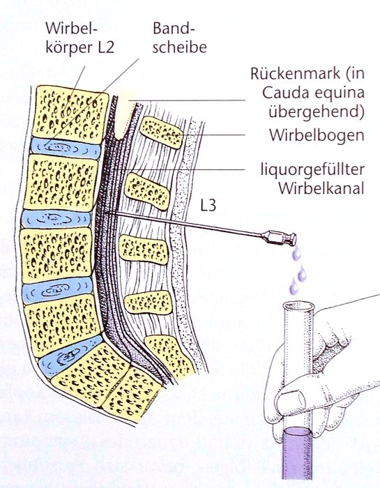 Neuroanatomie Das Rückenmark