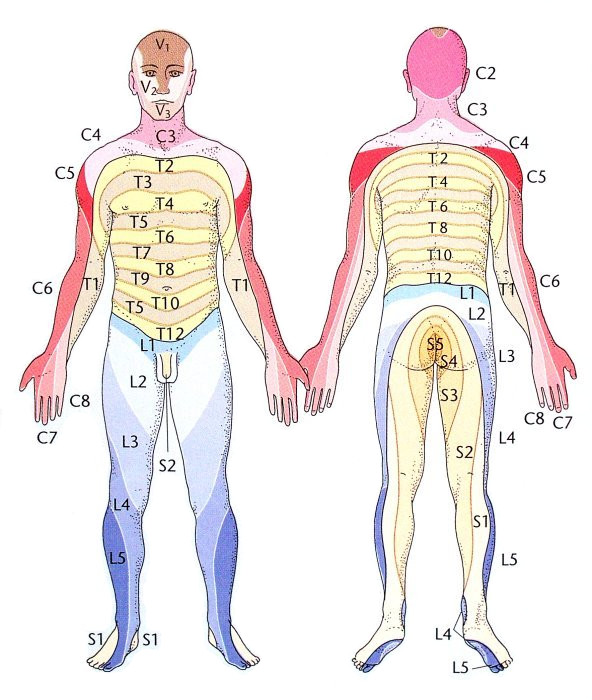 Dermatome von ventral und dorsal