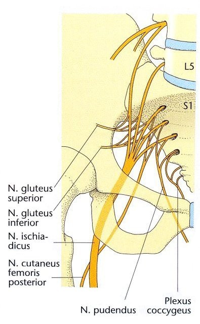Plexus sacralis