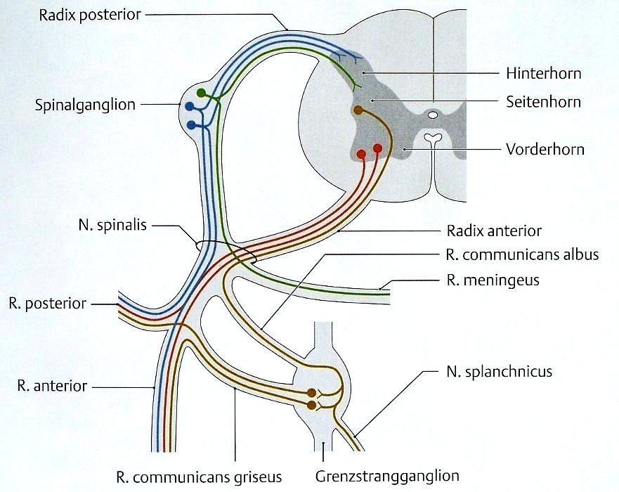 Nervenfasern eines Spinalnervs