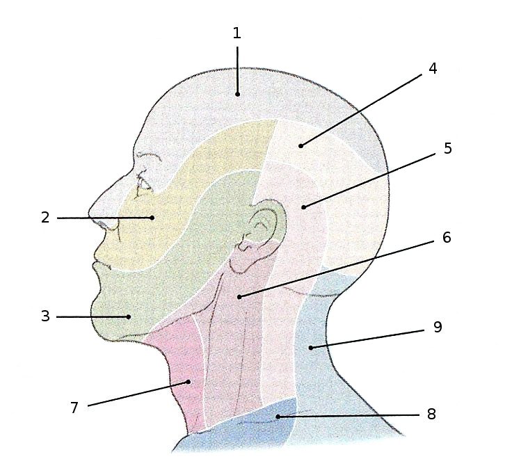 Sensible Innervation: Kopf und Hals